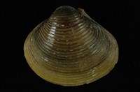 藏品(臺灣蜆)的圖片